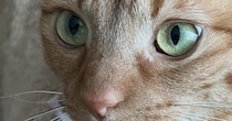 猫と一緒に暮らし始めて４年→ほっぺに『可愛すぎる模様』があることに気づいて…「半端ない破壊力」「ただでさえ可愛いのに」とSNSで反響