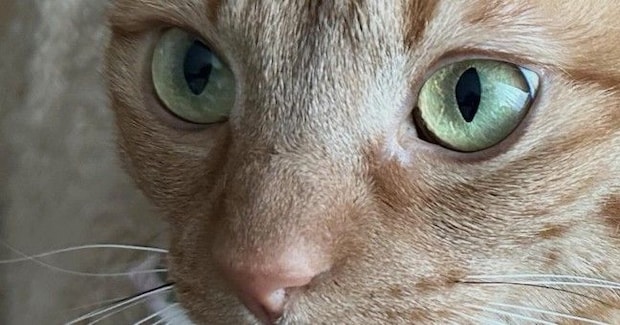 猫と一緒に暮らし始めて４年→ほっぺに『可愛すぎる模様』があることに気づいて…「半端ない破壊力」「ただでさえ可愛いのに」とSNSで反響
