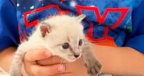 小さな男の子と子猫→仲良くなり、10か月が経つと…本当の兄弟のような『素敵な光景』が58万再生「いつまでも見ていたい」「成長したね」