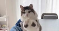机の端から『飛び立とうとしていた猫』→飼い主に止められると…まさかの攻防戦が10万再生「猫にはなかなか言わないワードｗ」「お祈りｗ」