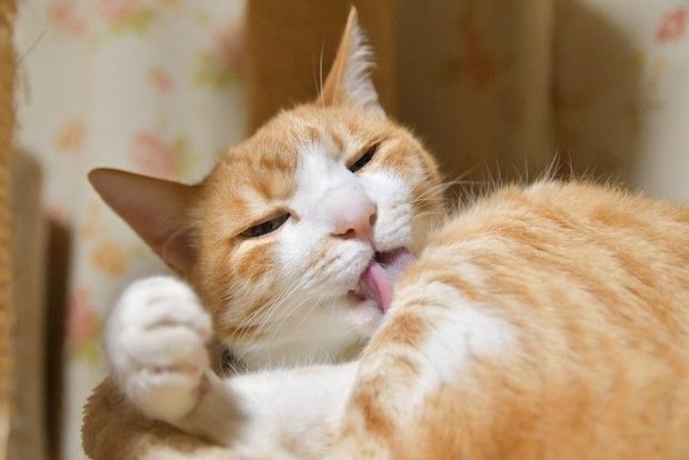 体を舐める猫