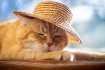 暑い季節に注意したい『熱中症になりやすい猫』の特徴4選　予防のポイントや室内環境の整え方も解説