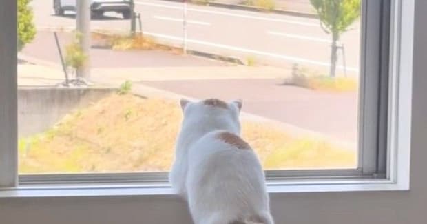 『窓の外を眺める猫』を見たら…あまりにも人間すぎる『まさかの光景』が85万再生「隣に並んでのんびり過ごしたい」「誰か待ってるのかなw」