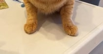 猫が『メイクした飼い主』を見た結果…完全に『警戒態勢になった様子』に爆笑の声「表情がおもろいｗ」「目がまんまるｗ」と33万再生