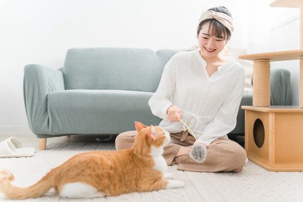 遊ぶ猫