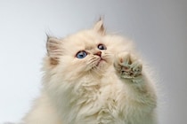 猫を夢中にさせる『知育トイ』のオススメ5選　得られるメリットから上手な遊ばせ方まで