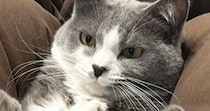 娘が猫の足に『乗せていたもの』とは……ママ困惑の『撮影会の様子』に「発想がすごいｗ」「芸術家ｗ」「なかなかのバランス感覚」と爆笑の声