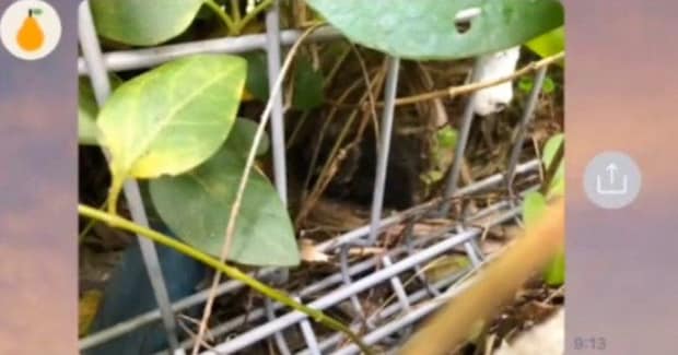 『昨日から子猫が鳴いている』と彼氏から連絡→すぐに助けに向かった結果…2か月間の記録に「めっちゃ泣いた」「凄すぎないか」と76万再生