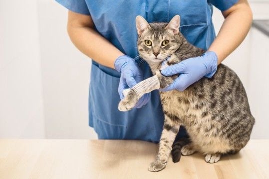 猫が『捻挫している』ときに見せる3つのサイン　異変の見分け方や取るべき対処法も解説