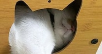 猫ハウスで『くつろぐ猫』を見ると……『独特な使い方』に笑ってしまう人が続出「見事なまでに美脚を披露されてるｗ」「肉球触り放題ｗ」