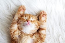子猫が『1歳になるまで』にやっておきたいこと4つ　タイミングの目安や注意点も解説