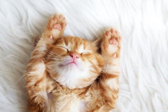 子猫が『1歳になるまで』にやっておきたいこと4つ　タイミングの目安や注意点も解説