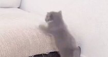 保護されてから約1か月『元気になった子猫』がソファを登り始めた結果…予想外の瞬間に「オチが可愛すぎるｗｗ」「変な声でた」と11万表示
