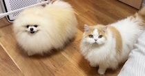 飼い主のことが大好きな『犬と猫』→久しぶりに『一緒に寝よう』と誘われた結果…尊すぎる反応に「めっちゃ楽しそうｗ」「幸せが伝わる」と反響