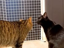 『大好きな人』が家に来ることを察知した２匹のネコ→１時間半後…想像以上の『熱烈大歓迎』が15万再生「ルンルン」「本当に大好きなんだなぁ」