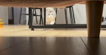 ソファに向かって勢いよく『走り始めた猫』→次の瞬間…見事すぎる『滑り込み』が2410万再生「床がきれいになりそうｗ」「声出ちゃった」