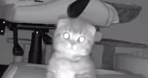 お留守番をしていた子猫→『鍵の音』が聞こえた次の瞬間…カメラがとらえた『可愛すぎる表情』に「帰ってきたニャｗ」「泣けちゃうね」と話題