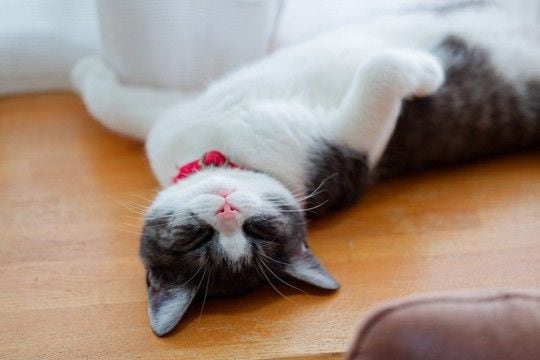 猫が『へそ天』をしたまま眠っているときの理由3つ あなたへの信頼の証?無防備なポーズに隠された心理とは