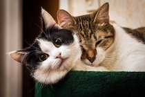 猫の『オス・メス』で変わる4つの特徴　それぞれ性格の傾向や上手な接し方