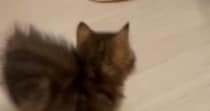 お兄ちゃん猫と『見つめあう子猫』→突然走り出して…まさかの『可愛すぎる逃げ方』が30万再生「スタタタタ」「速すぎて笑ったｗ」と反響