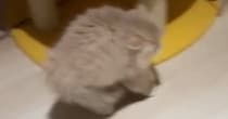 全身の毛を『逆立てる子猫』→目の前にいたのは……まさかの光景が891万再生「世界一可愛い平行四辺形」「見たことない形ｗ」と大反響