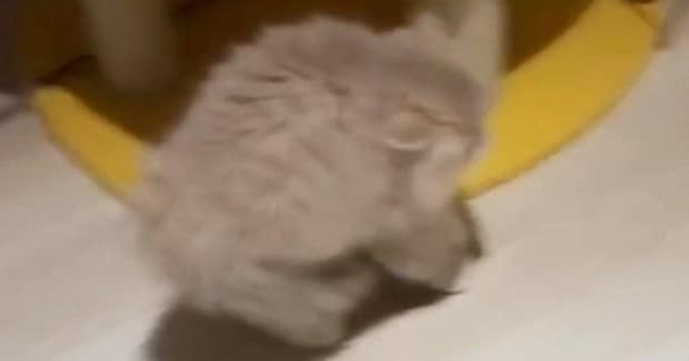 全身の毛を『逆立てる子猫』→目の前にいたのは……まさかの光景が891万再生「世界一可愛い平行四辺形」「見たことない形ｗ」と大反響