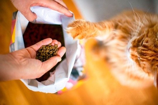 猫の健康を守る『適正カロリー』はどれくらい？ライフステージ別の目安や計算方法を解説