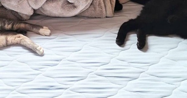夜勤明け、ベッドの上を見たら『猫たち』が……思わず笑ってしまう瞬間に「床で十分ニャンｗ」「真ん中だねｗ」「幸せそうでたまらん」と反響