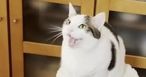家事で忙しいママに『構ってほしい猫』→力強く鳴いて…ほのぼのしたやり取りに癒される人が続出「甘えん坊だねｗ」「永遠に聞いていたい」