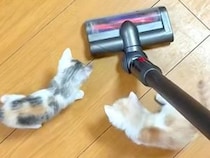 掃除機をかけた結果→『子猫が怖がるかな』と思いきや…予想とは裏腹な『尊いリアクション』が話題「可愛い」「おもちゃだと思っているんかな」