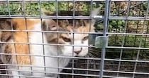 『罠にかかった猫』を発見→近づいてみたら…人間の言葉にしか聞こえない『衝撃の鳴き声』が602万再生「くがはっきり聞こえる」「想像以上」