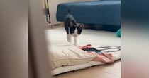 猫と『だるまさんがころんだ』で遊んでみたら→途中までは上手くいっていたのに…『思っていたのと違う展開』に「まぁ～かわいい」「笑った」
