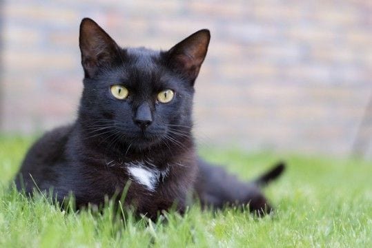 幸せを運ぶ黒猫の『エンジェルマーク』とは？悲しい歴史や幸運のサインといわれる理由
