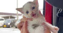 空き家でひとり『鳴き続けていた子猫』を保護→緊急手術をすることになって…涙あふれる『成長記録』が23万再生「大泣きした」「ありがとう」