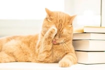 猫が本気で嫌がる『大嫌いなもの』5選　避けてあげるべき理由や不快に感じているサイン