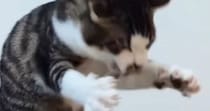 全身を使って『ドライヤーの風と戦っていた子猫』が、成長した結果…爆笑の展開に２万いいねの反響「最後は変わってないｗ」「おててがやばい」