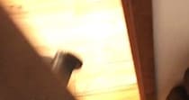 『すごい物音』が聞こえて見に行ったら、猫たちが…思わず笑みがこぼれる『尊すぎる様子』が20万再生「ペチペチｗ」「あまりにも可愛い」
