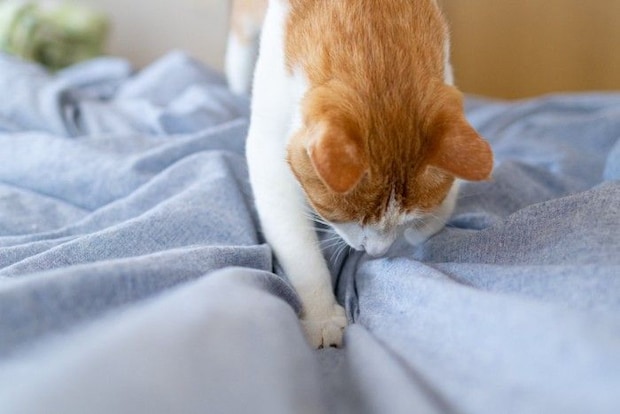 布団を掘っている猫