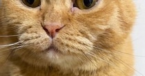 飼い主を『じっと見つめる猫』→おててを見ると……キュンとくる『優しさあふれる光景』に３万いいね「私もされたい」「ほっこりした」