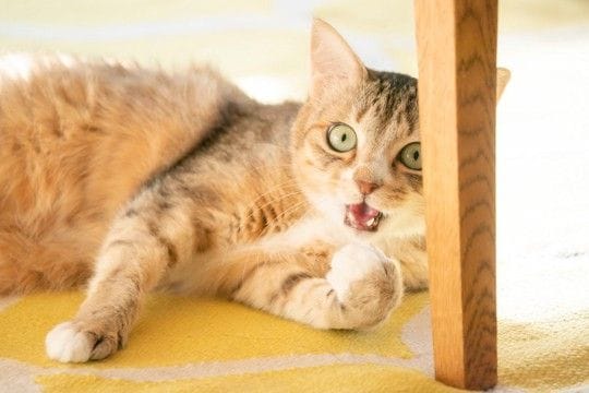 猫が本気で『やめてほしい』と感じているサイン7つ 無視すると信頼を失ってしまう可能性も