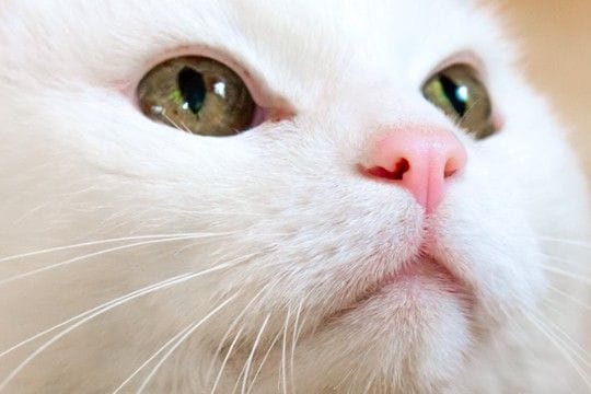 猫の『鼻の色』が変化するのはなぜ？考えられる原因3選　正常な変化や病気を疑うべきサインも解説
