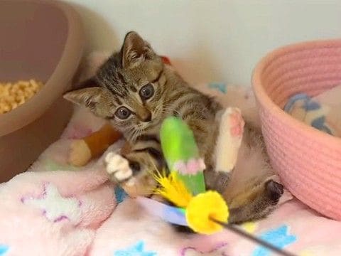 保護されてから５日目の子猫→いっしょに『猫じゃらし』で遊んだら、両前足で…『尊い光景』に反響「真剣白刃取りお見事」「心臓やられた」
