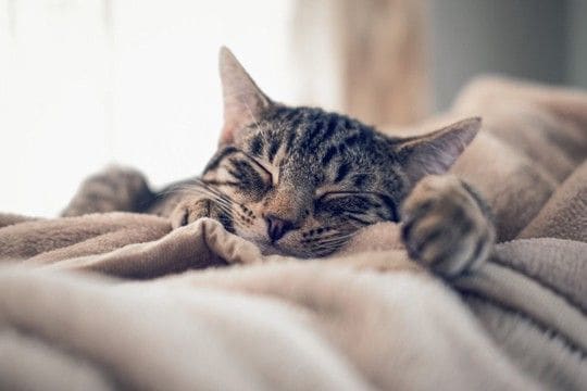 猫が思わず『触りたくなってしまうもの』5選 好奇心を刺激する理由からイタズラの対策方法まで