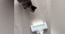 掃除機に向かってダッシュしてきた猫→次の瞬間…猫とは思えない『まさかの光景』が161万再生「モップ掛けになってるｗ」「初めて見たｗ」