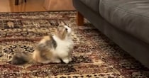『ソファを眺めていた子猫』→周囲を見回した直後に……可愛すぎて笑ってしまう『挑戦の様子』が10万再生「なんて平和なんだｗ」「頑張れｗ」