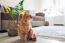 『だらしない飼い主』が招く猫への悪影響5つ　健康を脅かすリスクや起こりうるトラブル