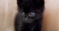 自宅の畑にいた『小さな黒猫』を保護→４年が経つと……心温まる『成長の記録』に「すっかり大きくなったね」「じーんときた」と感動の声