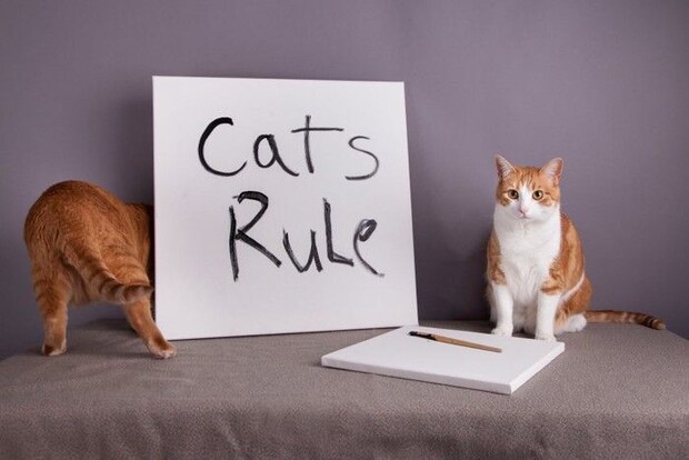 キャットルール（Cat Rule）と書かれたボードと猫