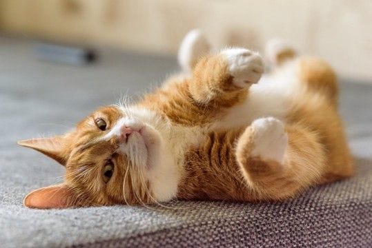 猫がひそかに徹底している『マイルール』5選　行動に隠された心理や習性も解説