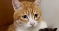『保護した子猫』を家に連れて帰った結果…先住猫がとった『まさかの行動』に18万いいね「離せないね」「お世話するからって聞こえる」と反響